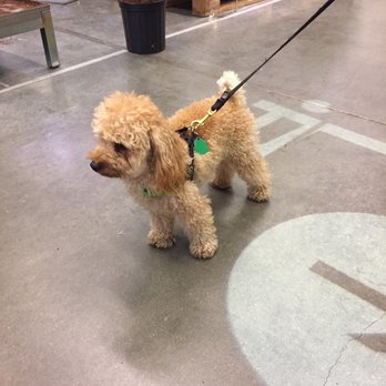 IKEA - Furry shopper. - Furniture Stores Near Me - Miami, Florida