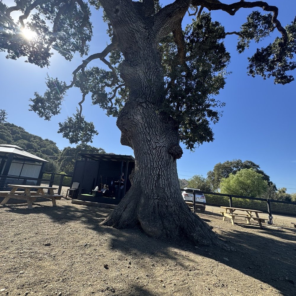 Vega Vineyard and Farm - Relatively, old wood!! Beautiful!! - Wineries Near Me - Buellton, California