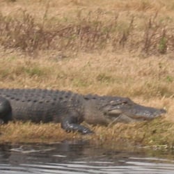 Old Fashioned Airboat Rides