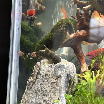 Aquatic Collection Aquarium - Aquarium Services Near Me - Hayward, California