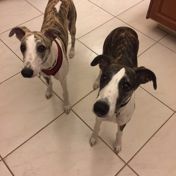 Native Palm Animal Hospital - Veterinarians Near Me - Jupiter, Florida Native Palm Animal Hospital - Veterinarians Near Me - Jupiter, Florida