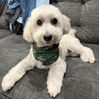 Jasmine Pet Grooming - Full Groom - S - Pet Groomers Near Me - Brea, California