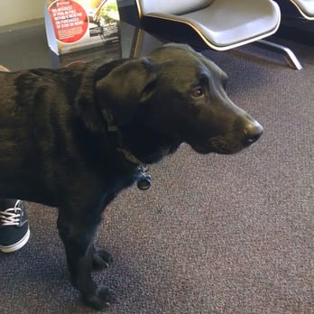 Albuquerque Tire - Cutest shop dog in town! - Tires Near Me - Albuquerque, New Mexico