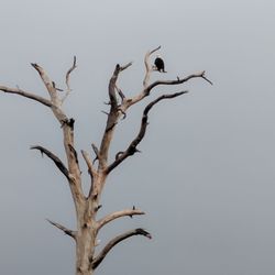 Majors Golf Club At Bayside Lakes - Bald eagle on the course