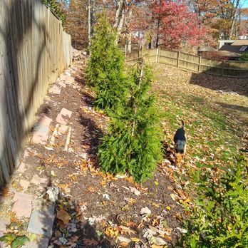 Silverbrook Nursery & Landscaping - My tilted tree that cost me as much as a 1992 honda civic. - Nurseries & Gardening Near Me - Lorton, Virginia