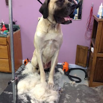 On Broadway Pet Styling - Pet Services Near Me - Hartsburg, Missouri On Broadway Pet Styling - Pet Services Near Me - Hartsburg, Missouri