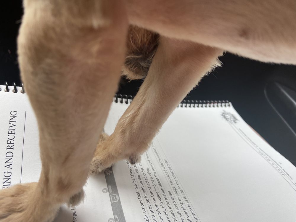 LUXURY PAWS Updated September 2024 33 Photos & 12 Reviews 1700