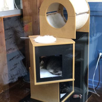 Brooklyn Cat Cafe - Pet Adoption Near Me - Brooklyn, New York Brooklyn Cat Cafe - Pet Adoption Near Me - Brooklyn, New York