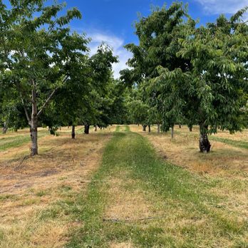 Cherry & Flower U-Pick - Cherry Trees - Pick Your Own Farms Near Me - Traverse, Michigan