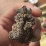 Photo of Asap Buds
