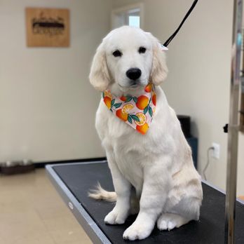 Deogee - Deogee Dog! - Pet Groomers Near Me - Wall Township, New Jersey