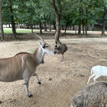 Lazy 5 Ranch - Zoos Near Me - Mooresville, North Carolina