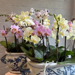 Lilac and Willow Flowers - Orchids in or store