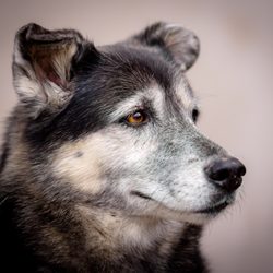 AOKO-K9 Connections