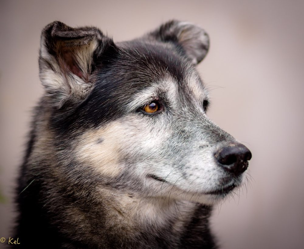 AOKO-K9 Connections - pet boarding facility in Columbus, OH