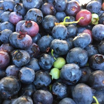 Cottage Gardens Blueberry Farm 12 Photos Local Flavor 14510