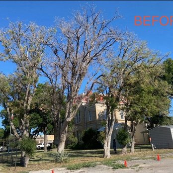 Tree Express - Courthouse before. - Tree Services Near Me - San Angelo, Texas Tree Express - Courthouse before. - Tree Services Near Me - San Angelo, Texas