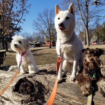 Redefined Dog Training - The Saturday walk crew - Pet Training Near Me