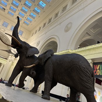 Field Museum - Elephants - Museums Near Me - Chicago, Illinois Field Museum - Elephants - Museums Near Me - Chicago, Illinois