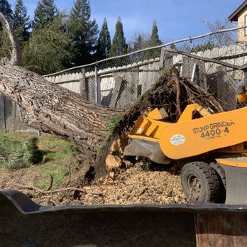 Safe & Care Tree Service - Emergency tree removal of a tree that fell over - Landscaping Near Me Safe & Care Tree Service - Emergency tree removal of a tree that fell over - Landscaping Near Me