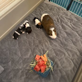 Petco - Pet Stores Near Me - Hampton, Virginia Petco - Pet Stores Near Me - Hampton, Virginia