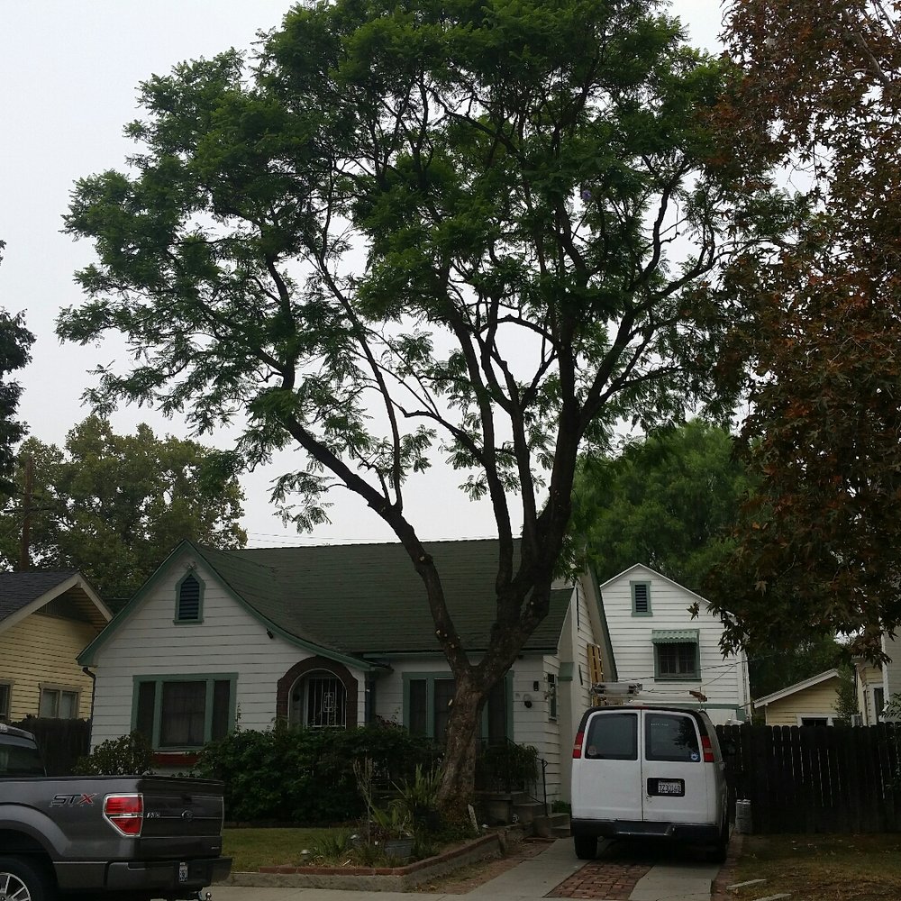 Dales Tree Service - Jacaranda, post hair cut. - Tree Services Near Me - Upland, California Dales Tree Service - Jacaranda, post hair cut. - Tree Services Near Me - Upland, California