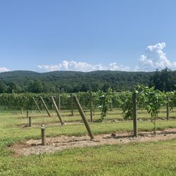 Victory View Vineyard - Vineyard