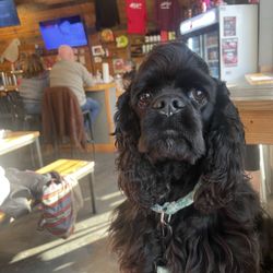 Feathered Friend Brewing - Bar