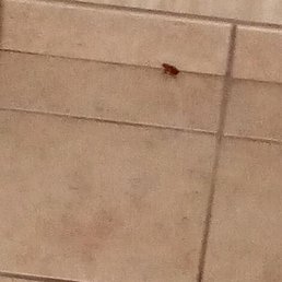Cockroach walking around bathroom.