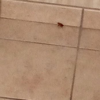 Hampton Inn & Suites Myrtle Beach/Oceanfront - Cockroach walking around bathroom. - Hotels Near Me - Myrtle Beach, South Carolina