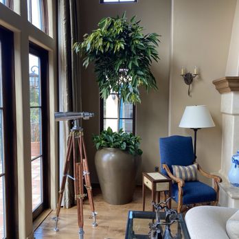 Design One Environments - Ficus Amstel - Nurseries & Gardening Near Me - Sand City, California Design One Environments - Ficus Amstel - Nurseries & Gardening Near Me - Sand City, California