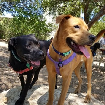 West Austin Park & Wading Pool - Dog Parks Near Me - Austin, Texas West Austin Park & Wading Pool - Dog Parks Near Me - Austin, Texas