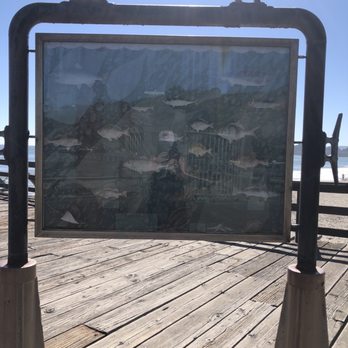 Seacliff State Beach - Bird information - Parks Near Me - Aptos, California Seacliff State Beach - Bird information - Parks Near Me - Aptos, California