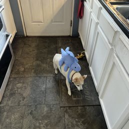 My dog My dog