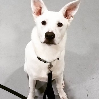 1. Asheville Dog Academy