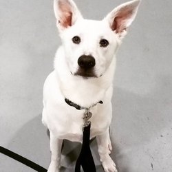 Asheville Dog Academy