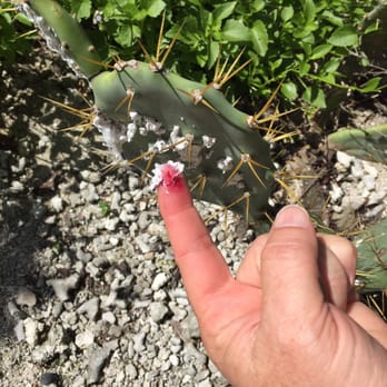 Indian Key State Historic Site - Chochineal- red dye from buggies - Landmarks & Historical Buildings Near Me - Islamorada, Florida Indian Key State Historic Site - Chochineal- red dye from buggies - Landmarks & Historical Buildings Near Me - Islamorada, Florida
