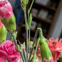 UrbanStems - Broken stem