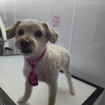 The Traveling Groomers - Doggo after - Pet Groomers Near Me
