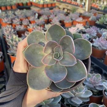 Toro Nursery - Nurseries & Gardening Near Me - Torrance, California Toro Nursery - Nurseries & Gardening Near Me - Torrance, California