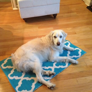 Boston for the Dogs - Maggie learning the "place" command. - Dog Walkers Near Me