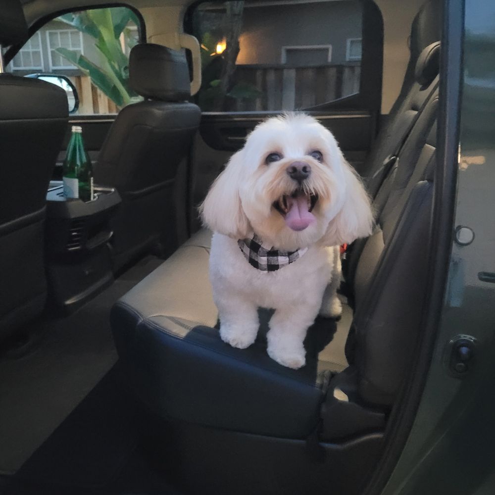 Halo Pet Grooming - Pet Groomers Near Me - Discovery Bay, California Halo Pet Grooming - Pet Groomers Near Me - Discovery Bay, California