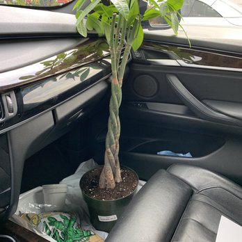 Berridge Nurseries - How it looked when I purchased it March 8th - Nurseries & Gardening Near Me - Phoenix, Arizona