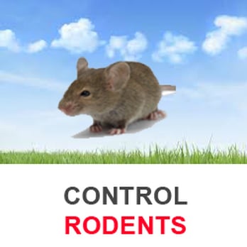 A Bee & Pest Pro - Pest Control Near Me - Scottsdale, Arizona A Bee & Pest Pro - Pest Control Near Me - Scottsdale, Arizona