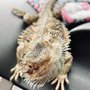 Emergency Veterinary Hospital