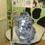 Photo of Mary's Pet Grooming & Supplies Inc