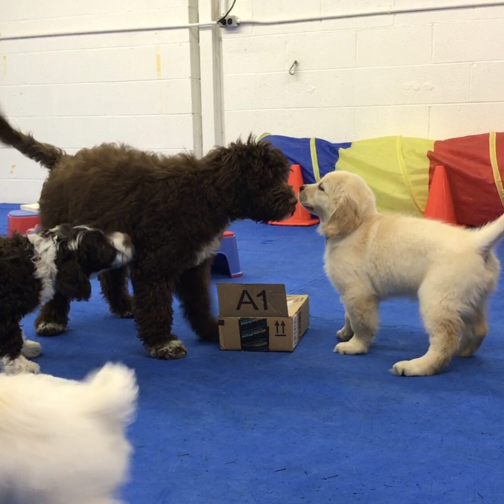 Proper Paws Dog Training - Pet Training Near Me - Concord, Massachusetts Proper Paws Dog Training - Pet Training Near Me - Concord, Massachusetts