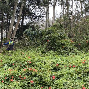The Urban Arborist - a man sitting on a hill of flowers - Tree Services Near Me - San Francisco, California The Urban Arborist - a man sitting on a hill of flowers - Tree Services Near Me - San Francisco, California