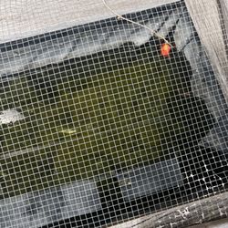 Waterford Gardens - Dead fish in a tank