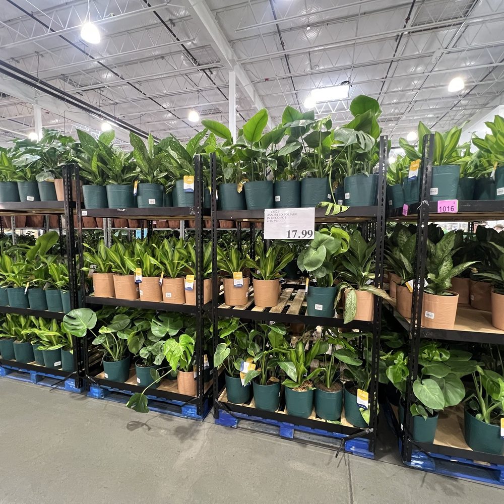 Costco Wholesale - Plants - Gas Stations Near Me - Albuquerque, New Mexico Costco Wholesale - Plants - Gas Stations Near Me - Albuquerque, New Mexico